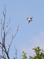 Selasphorus sasin