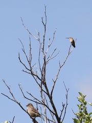 Selasphorus sasin