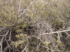 Ochetorhynchus phoenicurus