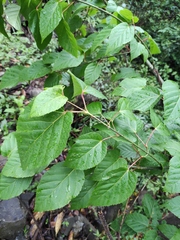 Acer davidii