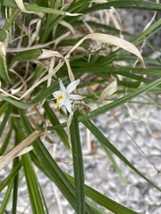 Chlorophytum saundersiae