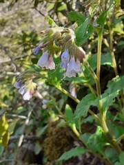 Symphytum brachycalyx