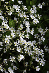 Cerastium velutinum