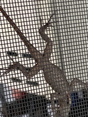Anolis sagrei