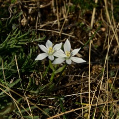Ornithogalum orthophyllum