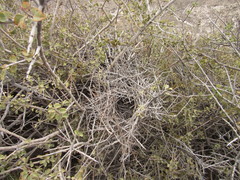 Ochetorhynchus phoenicurus