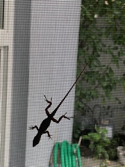 Anolis sagrei