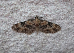 Eupithecia pulchellata