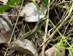 Lacerta agilis