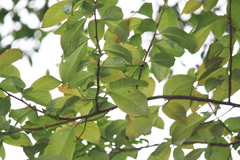 Alniphyllum fortunei