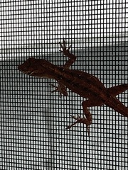 Anolis sagrei
