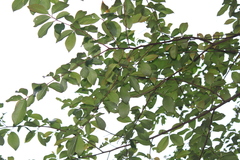 Alniphyllum fortunei