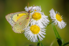 Colias eurytheme