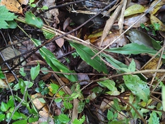 Alpinia japonica