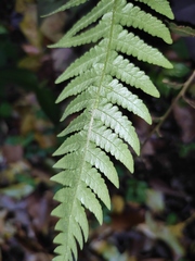 Phegopteris decursive-pinnata