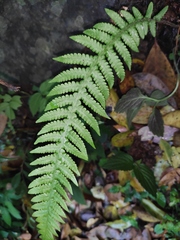 Phegopteris decursive-pinnata