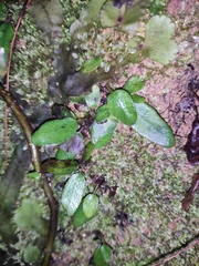 Lemmaphyllum drymoglossoides