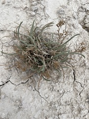 Ivesia kingii eremica