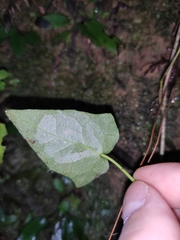 Hedera nepalensis