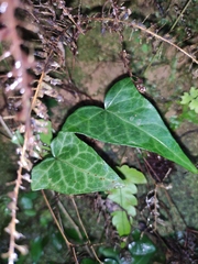Hedera nepalensis