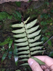 Microlepia marginata
