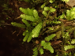 Hymenodon pilifer