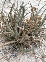 Ivesia kingii eremica
