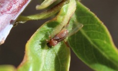Bactericera californica
