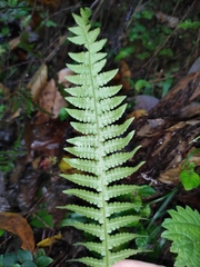 Phegopteris decursive-pinnata
