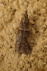 Acrobasis obliqua