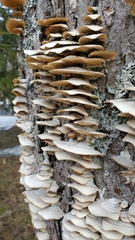 Fungi