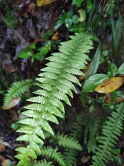 Phegopteris decursive-pinnata