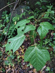Acer tegmentosum