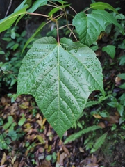 Acer tegmentosum