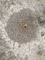 Myrmecocystus mexicanus