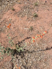 Sphaeralcea grossulariifolia