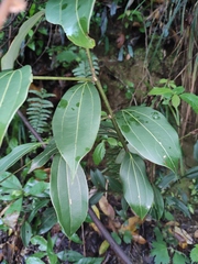Cinnamomum yabunikkei