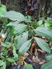 Cinnamomum yabunikkei