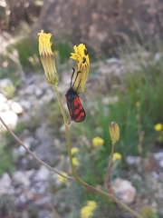 Zygaena graslini