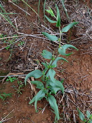 Talinum arnotii