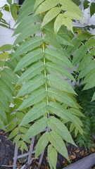 Ailanthus altissima