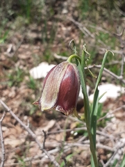 Fritillaria acmopetala