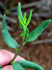 Talinum arnotii