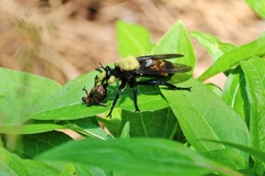 Laphria lata