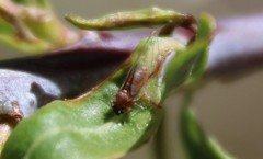 Bactericera californica
