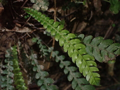 Blechnum chambersii