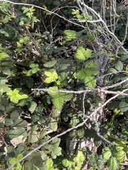Rubus arizonensis