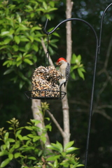 Melanerpes carolinus