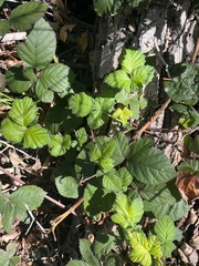 Rubus arizonensis