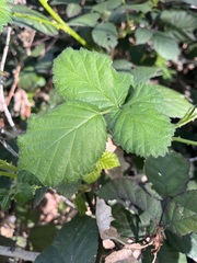 Rubus arizonensis